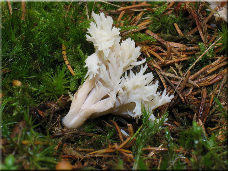 Kammfrmiger Keulenpilz - Clavulina coralloides