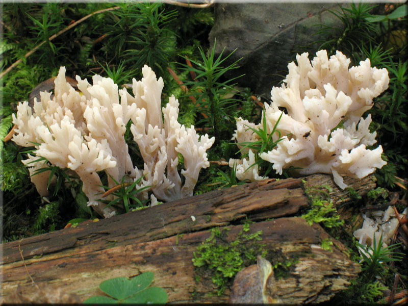 Kammfrmiger Keulenpilz - Clavulina coralloides