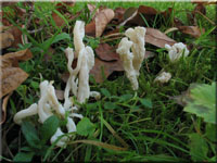 Runzeliger Keulenpilz - Clavulina rugosa