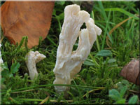 Runzeliger Keulenpilz - Clavulina rugosa