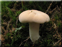 Hydnum repandum