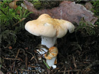 Hydnum repandum