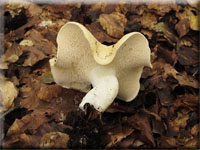 Hydnum repandum