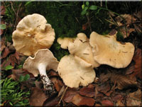 Hydnum repandum