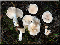 Hydnum repandum