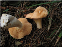 Rotgelber Stoppelpilz - Hydnum repandum var. rufescens