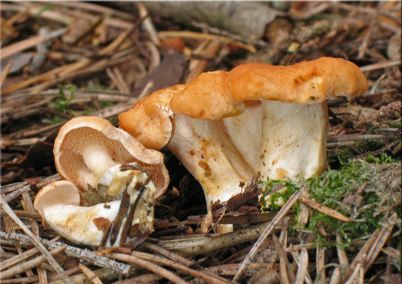 Rotgelber Stoppelpilz - Hydnum repandum var. rufescens