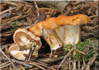 Rotgelber Stoppelpilz - Hydnum repandum var. rufescens