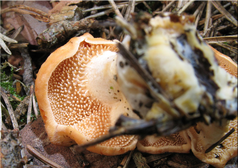 Rotgelber Stoppelpilz - Hydnum repandum var. rufescens