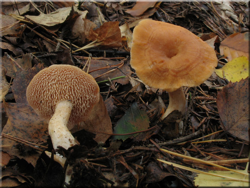 Rotgelber Stoppelpilz - Hydnum repandum var. rufescens