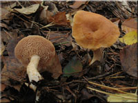 Rotgelber Stoppelpilz - Hydnum repandum var. rufescens