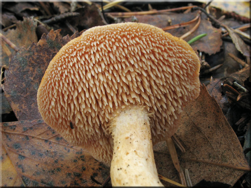 Rotgelber Stoppelpilz - Hydnum repandum var. rufescens