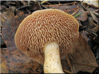 Rotgelber Stoppelpilz - Hydnum repandum var. rufescens
