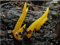 Pfriemförmiger Hörnling - Calocera cornea