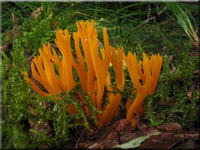 Klebriger Hörnling - Calocera viscosa