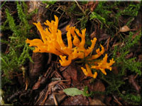 Klebriger Hrnling - Calocera viscosa