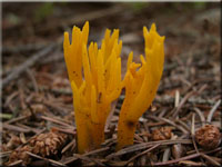 Klebriger Hrnling - Calocera viscosa