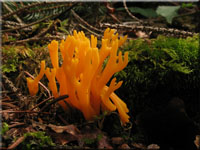 Klebriger Hörnling - Calocera viscosa