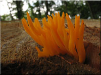 Klebriger Hörnling - Calocera viscosa