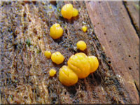 Zerflieende Gallerttrne - Dacrymyces stillatus