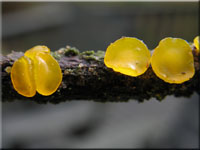 Verschiedensporige Gallertträne - Dacrymyces variisporus