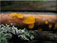 Verschiedensporige Gallerttrne - Dacrymyces variisporus