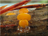Verschiedensporige Gallerttrne - Dacrymyces variisporus