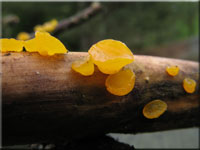 Verschiedensporige Gallerttr�ne - Dacrymyces variisporus