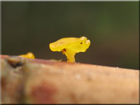 Verschiedensporige Gallerttr�ne - Dacrymyces variisporus