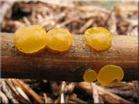 Verschiedensporige Gallerttr�ne - Dacrymyces variisporus