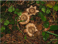 Gewimperter Erdstern - Geastrum fimbriatum