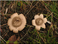 Gewimperter Erdstern - Geastrum fimbriatum