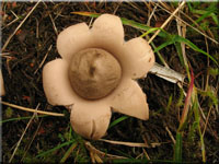 Gewimperter Erdstern - Geastrum fimbriatum