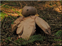 Rötender Erdstern - Geastrum rufescens