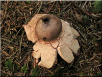 Rtender Erdstern - Geastrum rufescens