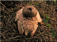 Rtender Erdstern - Geastrum rufescens