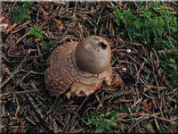 Rtender Erdstern - Geastrum rufescens