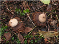 Rtender Erdstern - Geastrum rufescens