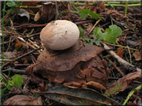 Rtender Erdstern - Geastrum rufescens