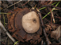 Rtender Erdstern - Geastrum rufescens