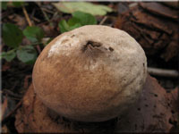 Rtender Erdstern - Geastrum rufescens