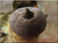 Kragen-Erdstern - Geastrum striatum