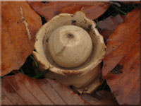 Halskrausen-Erdstern - Geastrum triplex