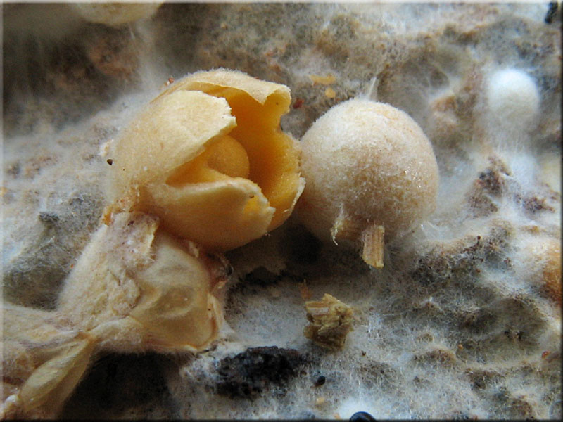 Sphaerobolus stellatus - Gemeiner Kugelschneller