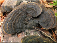 Tannen-Blttling - Gloeophyllum abietienum