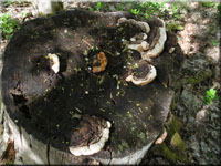 Fenchelporling - Gloeophyllum odoratum