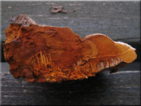 Fenchelporling - Gloeophyllum odoratum