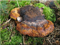 Fenchelporling - Gloeophyllum odoratum