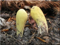 Herkules-Riesenkeule - Clavariadelphus pistillaris