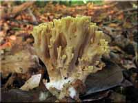 Steife Koralle - Ramaria stricta